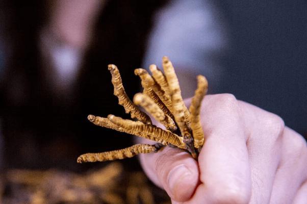 了解冬虫夏草的功效与使用方法（掌握冬虫夏草的正确食用方法）