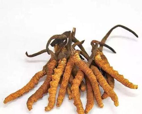 了解冬虫夏草的功效与使用方法（掌握冬虫夏草的正确食用方法）