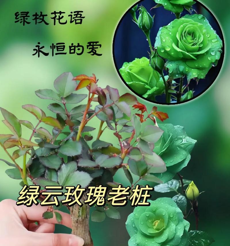 15朵玫瑰的花语是什么？