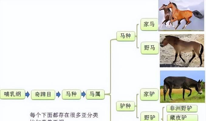 神马是什么搜索引擎的？它与其他搜索引擎有何区别？