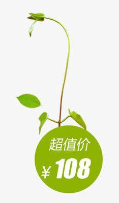 绿色英文的搜索引擎有哪些？它们的特点是什么？