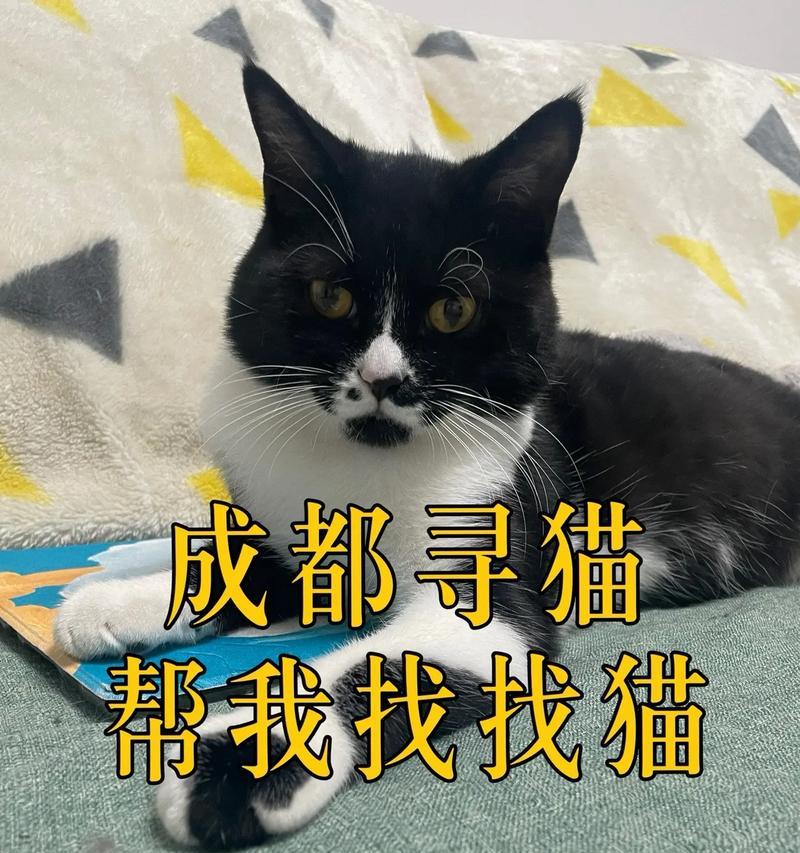 抖音奶牛猫视频剪辑技巧有哪些？如何快速编辑出有趣的猫视频？