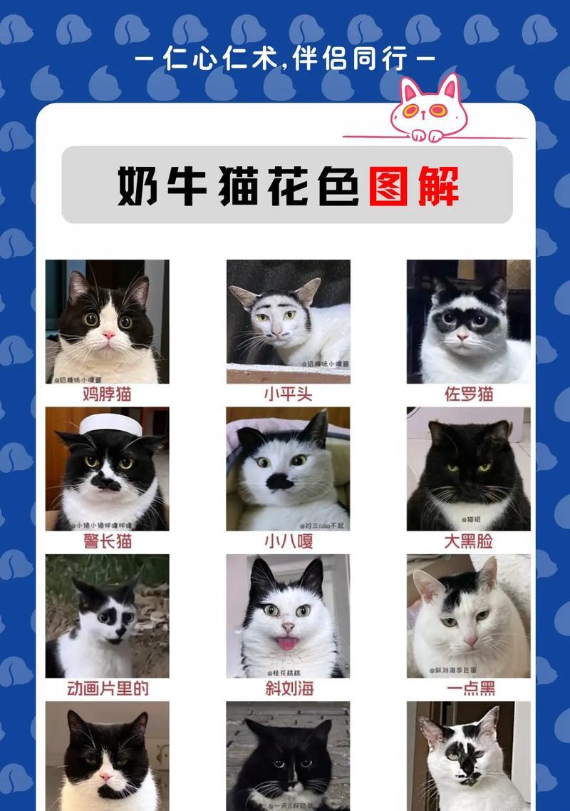抖音奶牛猫视频剪辑技巧有哪些？如何快速编辑出有趣的猫视频？