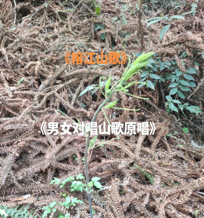 抖音上唱山歌视频剪辑技巧是什么？如何快速编辑出高质量内容？