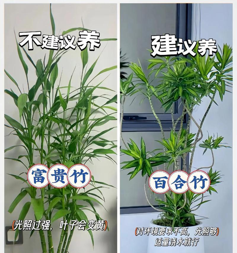 抖音绿植视频剪辑技巧有哪些？如何快速编辑出高质量内容？
