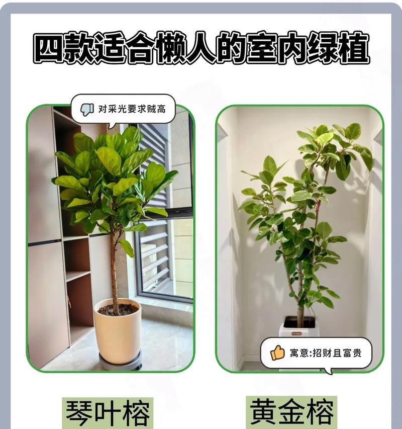 抖音绿植视频剪辑技巧有哪些？如何快速编辑出高质量内容？