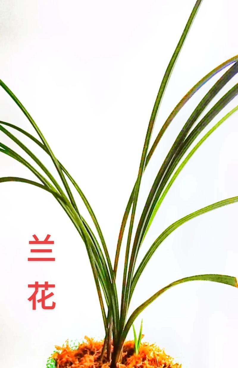 兰花草在抖音上的剪辑技巧是什么？如何快速编辑出高质量视频？