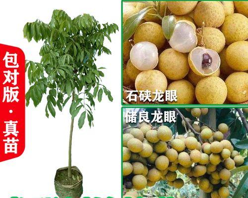 桂圆网站推广如何做？有哪些有效策略和常见问题解答？