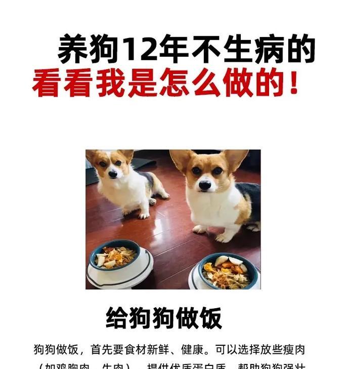 抖音狗狗关键词怎么选？如何利用关键词提高狗狗抖音热度？