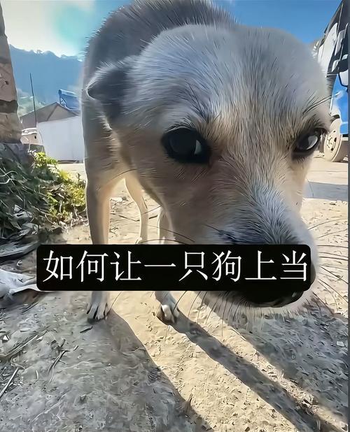 抖音狗狗关键词怎么选？如何利用关键词提高狗狗抖音热度？