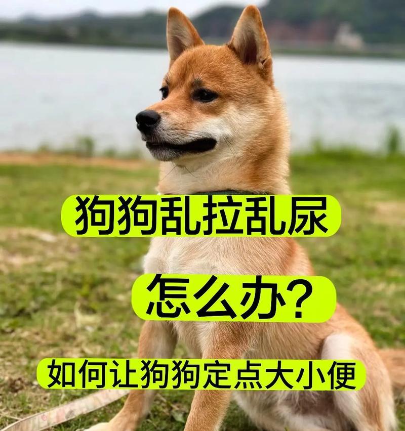 抖音狗狗关键词怎么选？如何利用关键词提高狗狗抖音热度？